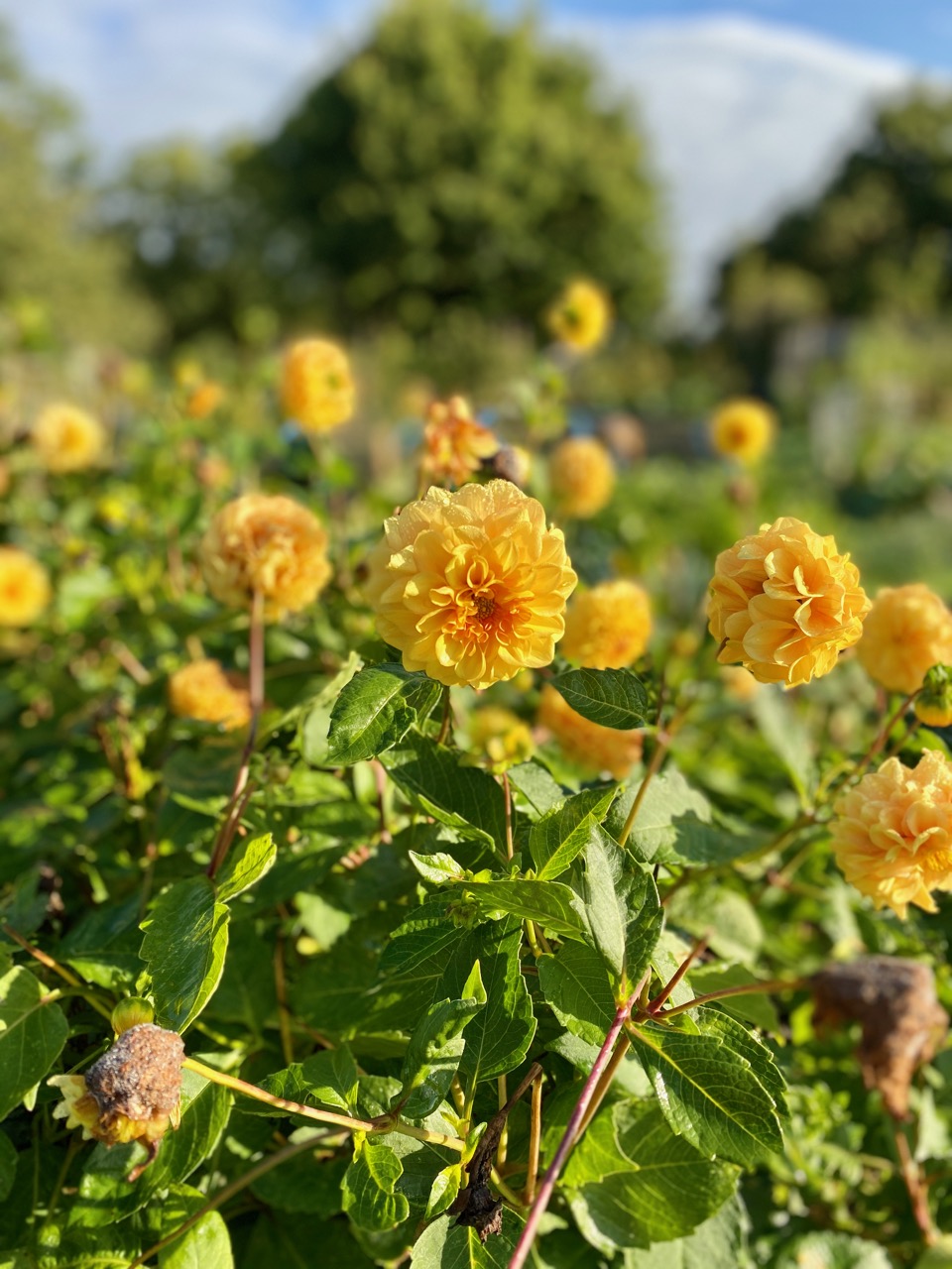 Flowers in the allotments