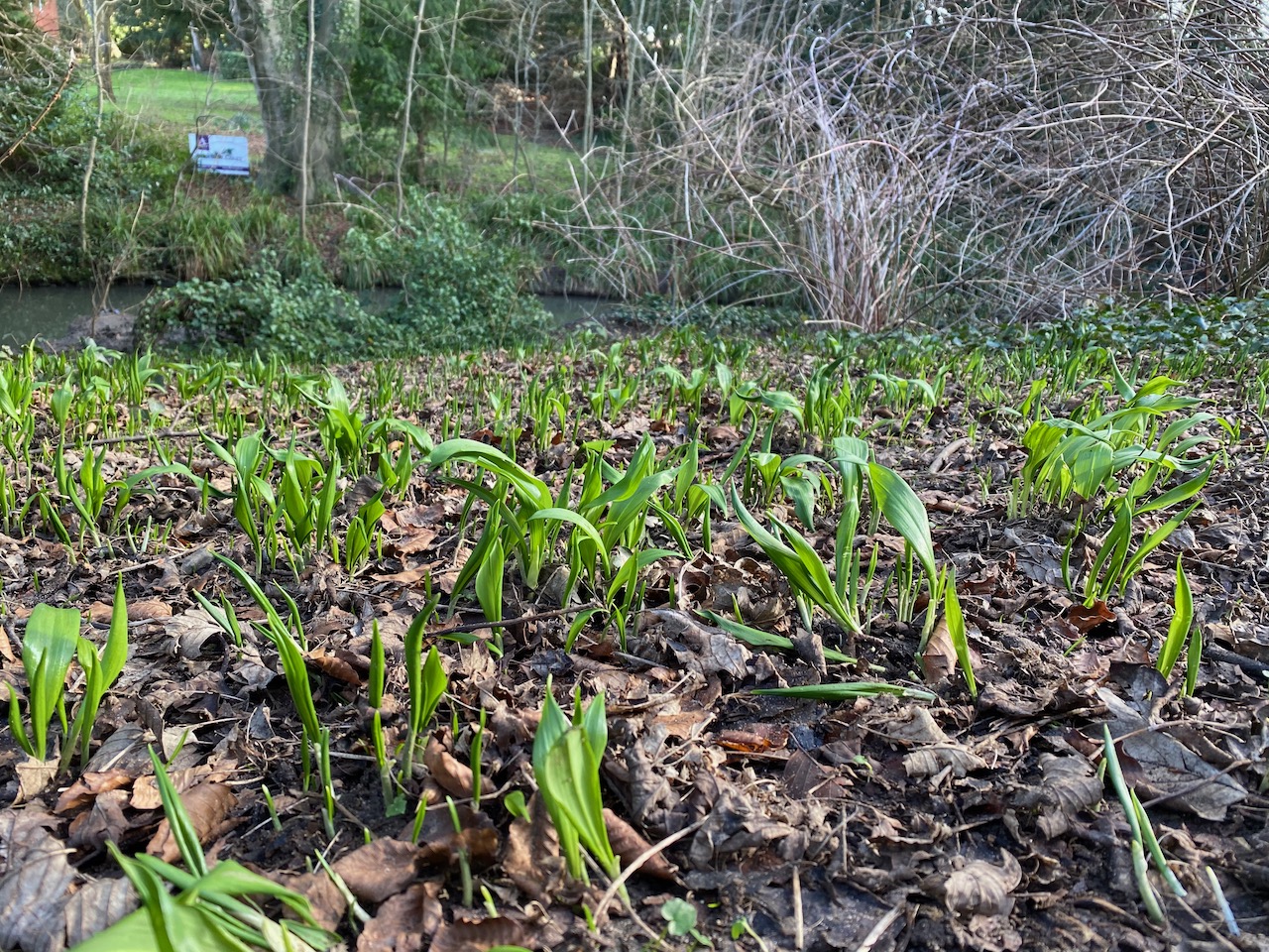 Young wild garlic shoots