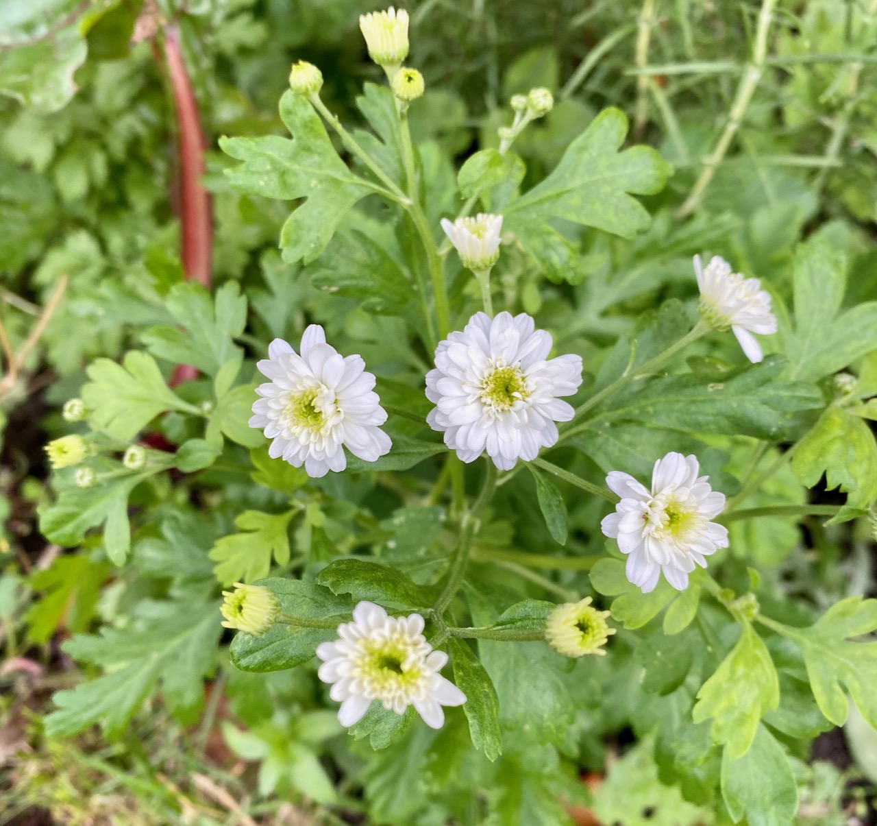 Feverfew