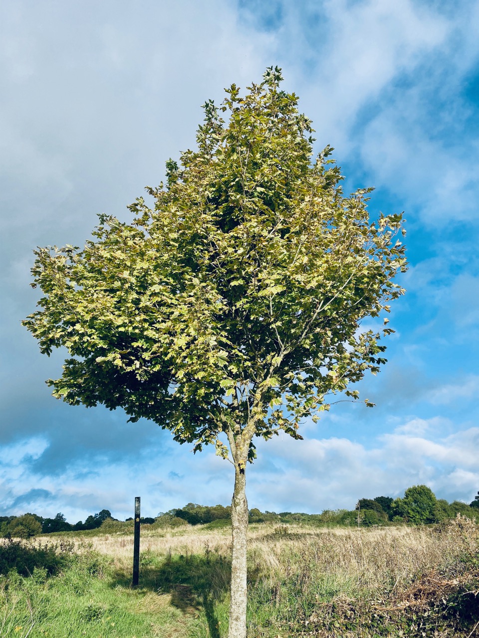 Tree in a field