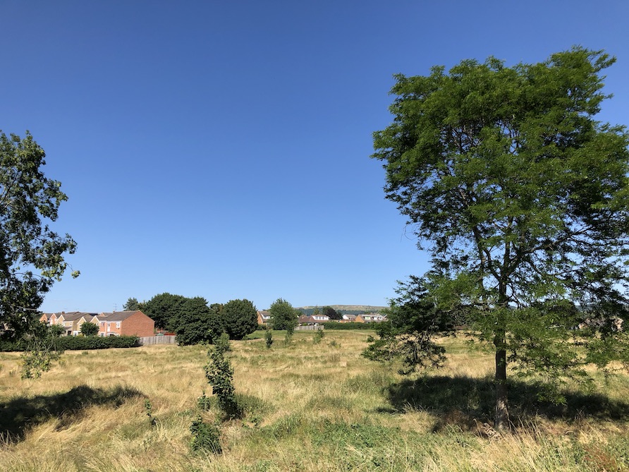 Trees in a field with blue sky